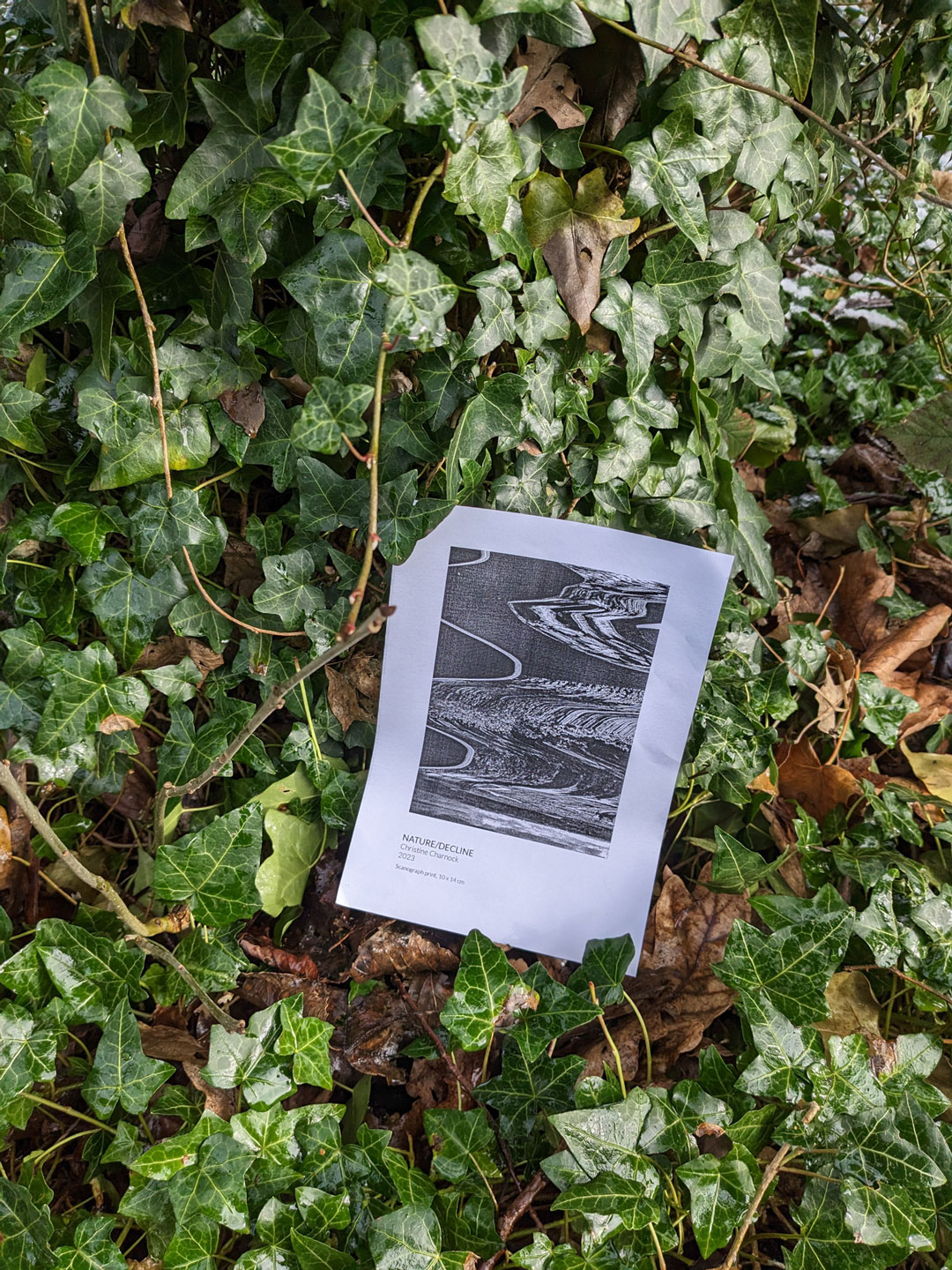 A print titled 'Nature/Decline' is nestled within green ivy. It is positioned in the middle bottom of the photograph framing.  There is slight bending and creasing to the paper of the print, due to the impact of its outdoor setting. 